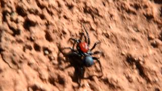 Spider on a mission.