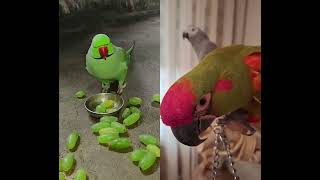 So close #parrot #parrotshorts #macaw #africangreyparrots #pets #cute #birds