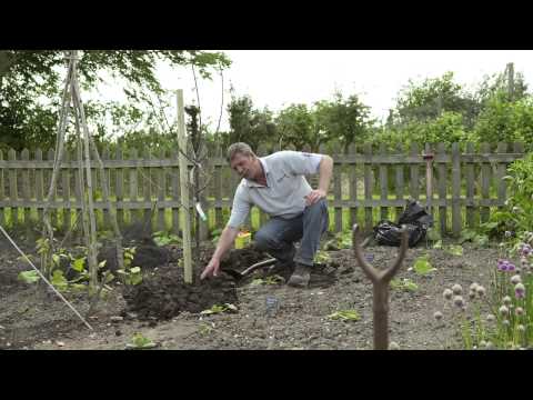 Video: Czar Plum Tree Care – Dyrkning af zarblommer i hjemmehaver