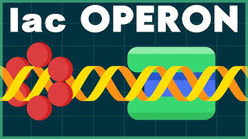 lac OPERON GENE REGULATION | Molecular Basis of Inheritance CLASS 12 Biology NEET 2023