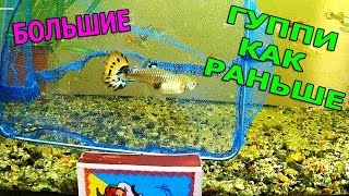 картинка: Гуппи Гиганты