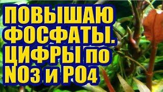 Повышаю Фосфат, Ксенококус сидит на листьях Растений. Удобрения и Водоросли в Аквариуме. Часть 1