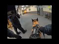 Drone & K9 Deployed to Find Suspected Car Thieves! #bodycam