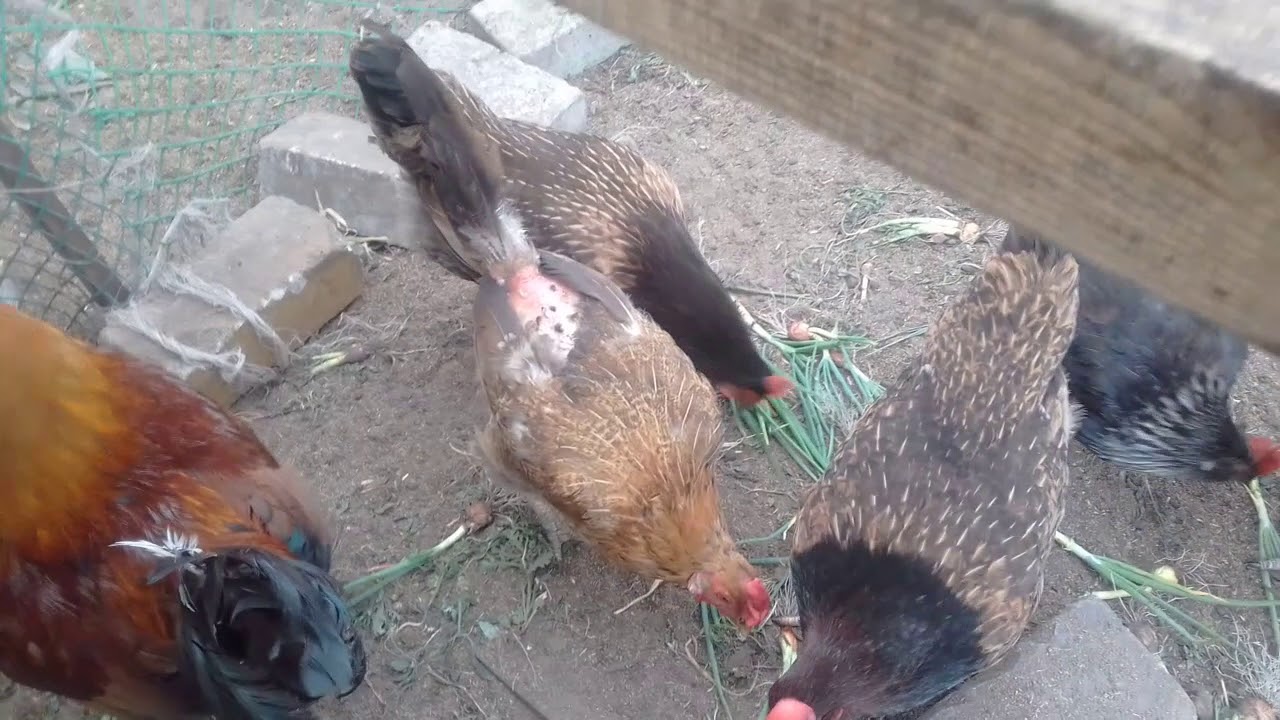 курица ест зелень. трава для кур несушек. зеленый лук курам. питание курицы. кур лук.