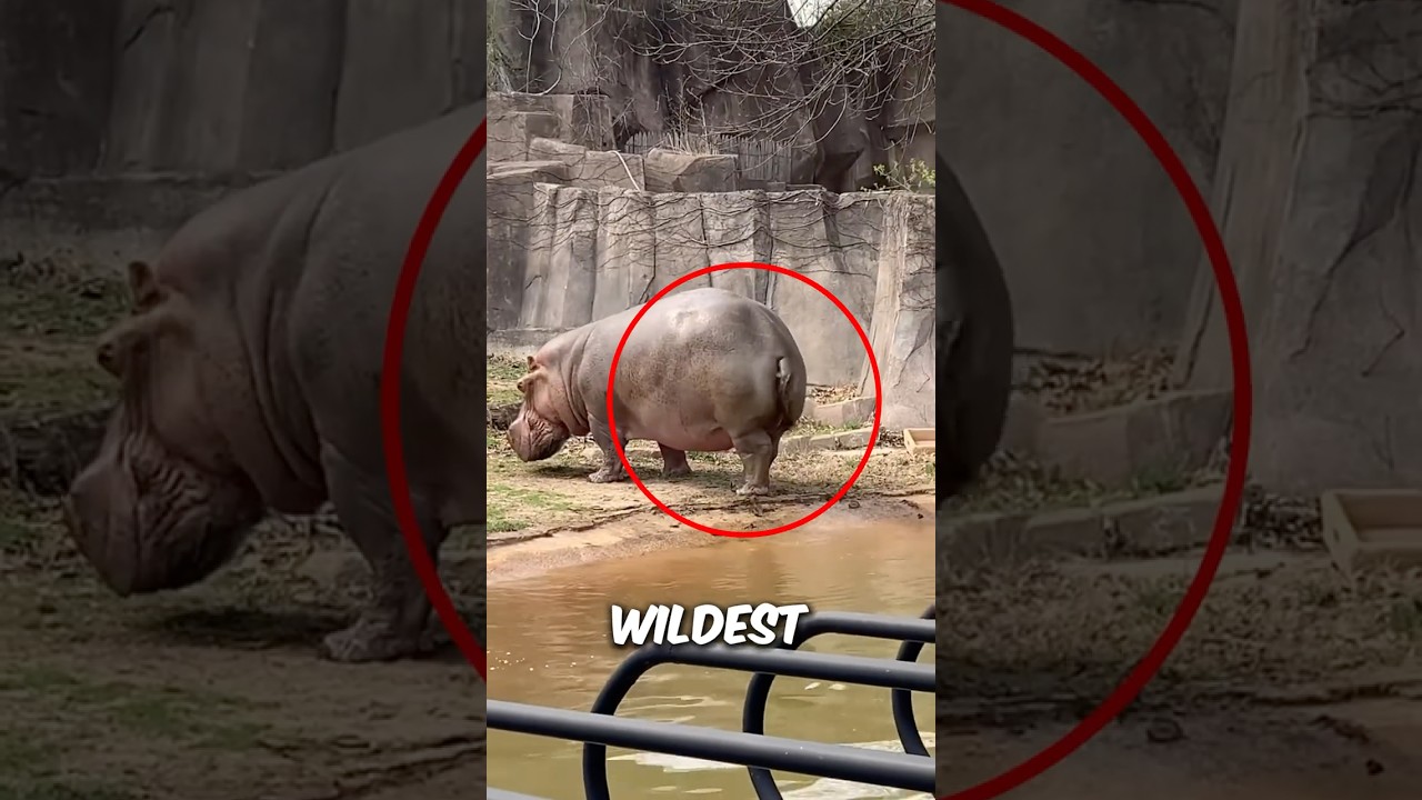 Run if you see hippo pooping😱