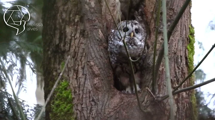 Female Barred Owl Calling For Mate
