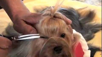 Прически для йорков. Стрижка ушей у йорка. Как подстричь ушки йорку. Стрижки йоркширского терьера мальчика. Как подстричь ушки йорку.