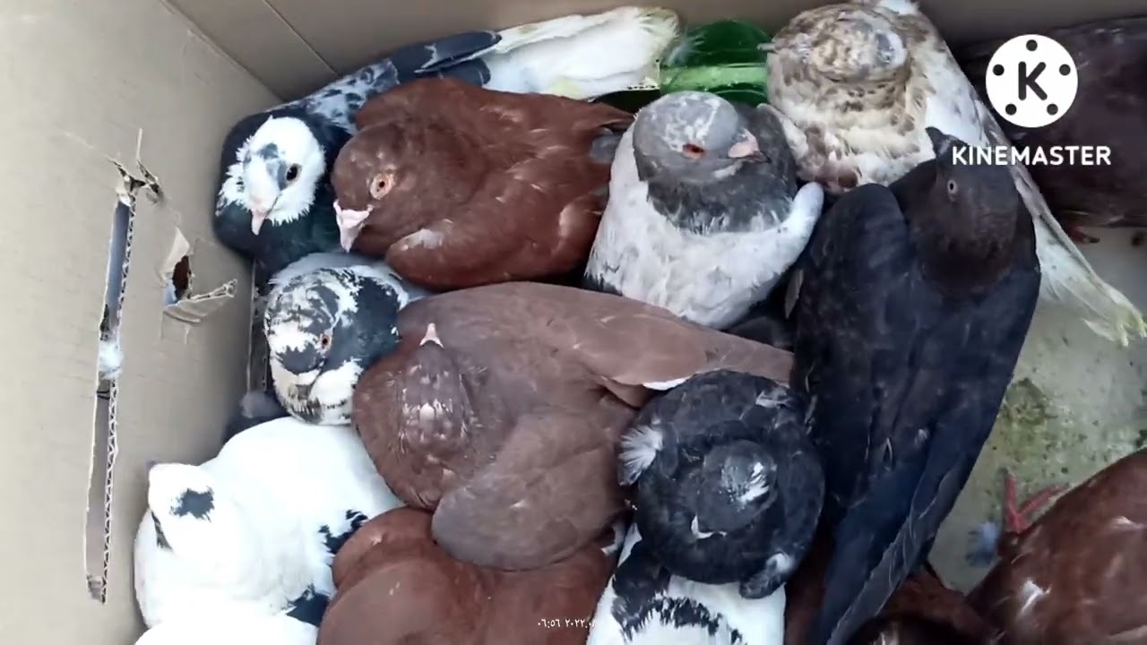 سوگ الجمعه في الكوت انوع وسعار الحمام حلقه ١٧ لأ تنسا اليك والشتراك مشاهده ممتعه