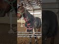 US Horse Fails That Took Over American Social Media#ViralFarmVideos #HorseMemesUSA