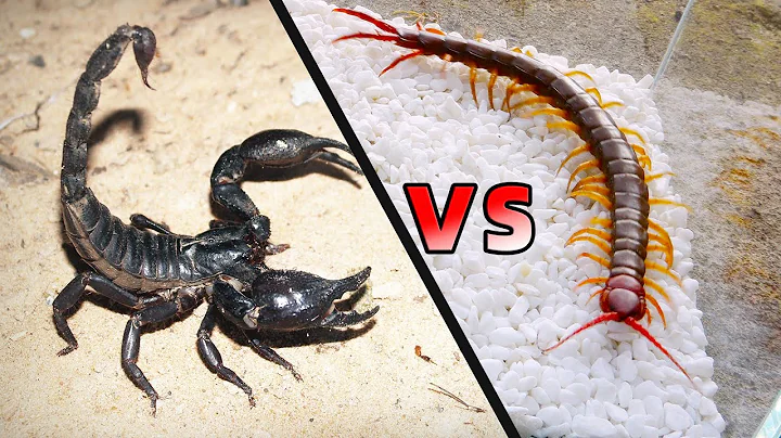 蠍子 VS 蜈蚣，結局不可思議！Scorpion VS Centipede - 天天要聞