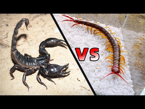 蠍子 VS 蜈蚣，結局不可思議！Scorpion VS Centipede