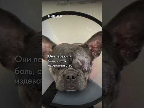 Ад черного разведения. Как мы поощряем насилие над животными