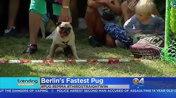 Trending: Berlin Pug Race