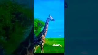 stunningly gigantic animal girafes Shors nature