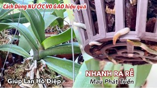 Cách Dùng Nước Vo Gạo Hiệu Quả Giúp Lan Hồ Điệp Nhanh Ra Rễ Và Phát Triển Tốt Nhất