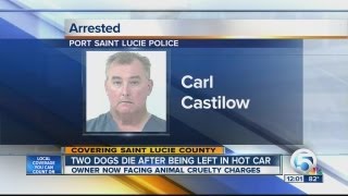Two dogs die in hot car, man charged