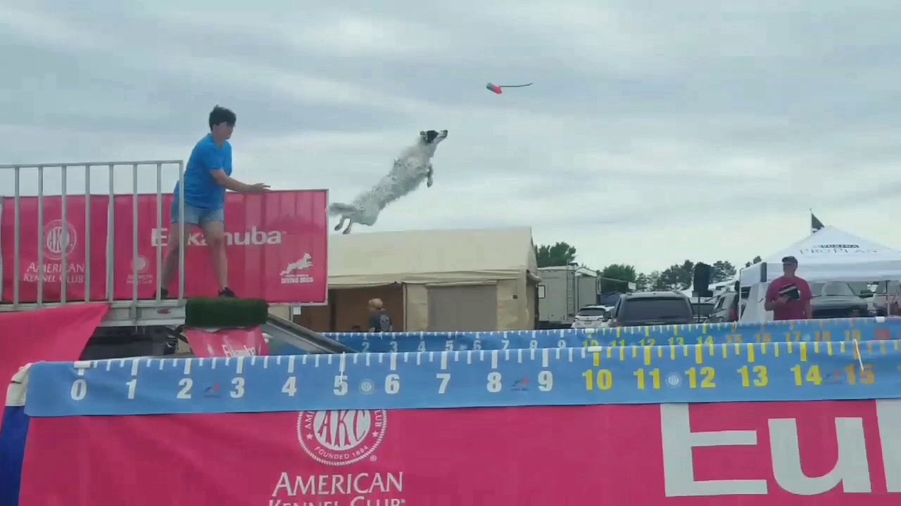 fisher argentina Dock Diving Border Collie