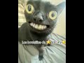 Les bouteilles de whisky!#drôle#chat