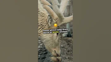 Exposing Rudolph S Red Nose Secret UniqueFacts 