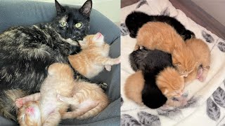 Rescue beautiful mom cat and her 6 2weekold kittens