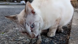 魚をウマいウマい言うて食べる野良猫