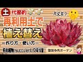 再利用土で植え替え/作り方・使い方を実践！2026年4月3日 #雪国で育てる多肉 #春支度 ＃植え替え
