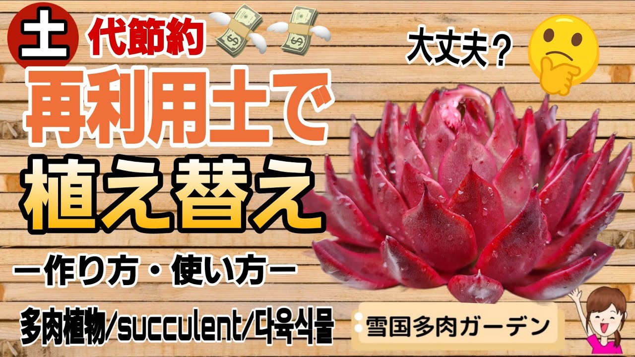 再利用土で植え替え/作り方・使い方を実践！2026年4月3日 #雪国で育てる多肉 #春支度 ＃植え替え