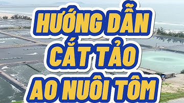HƯỚNG DẪN CẮT TẢO AO NUÔI TÔM | Trương Anh Quang Official