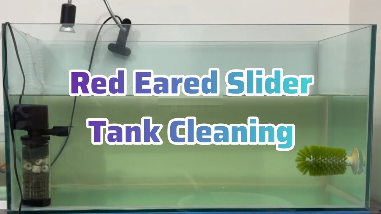 How to Clean Turtle Tank & Set up 🐢 - YouTube