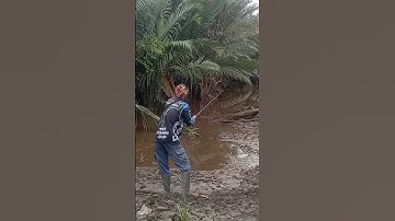 Mancing gabus, di padang nipah. #mancing #shorts