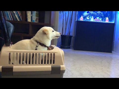 獣医のことが好きな犬  