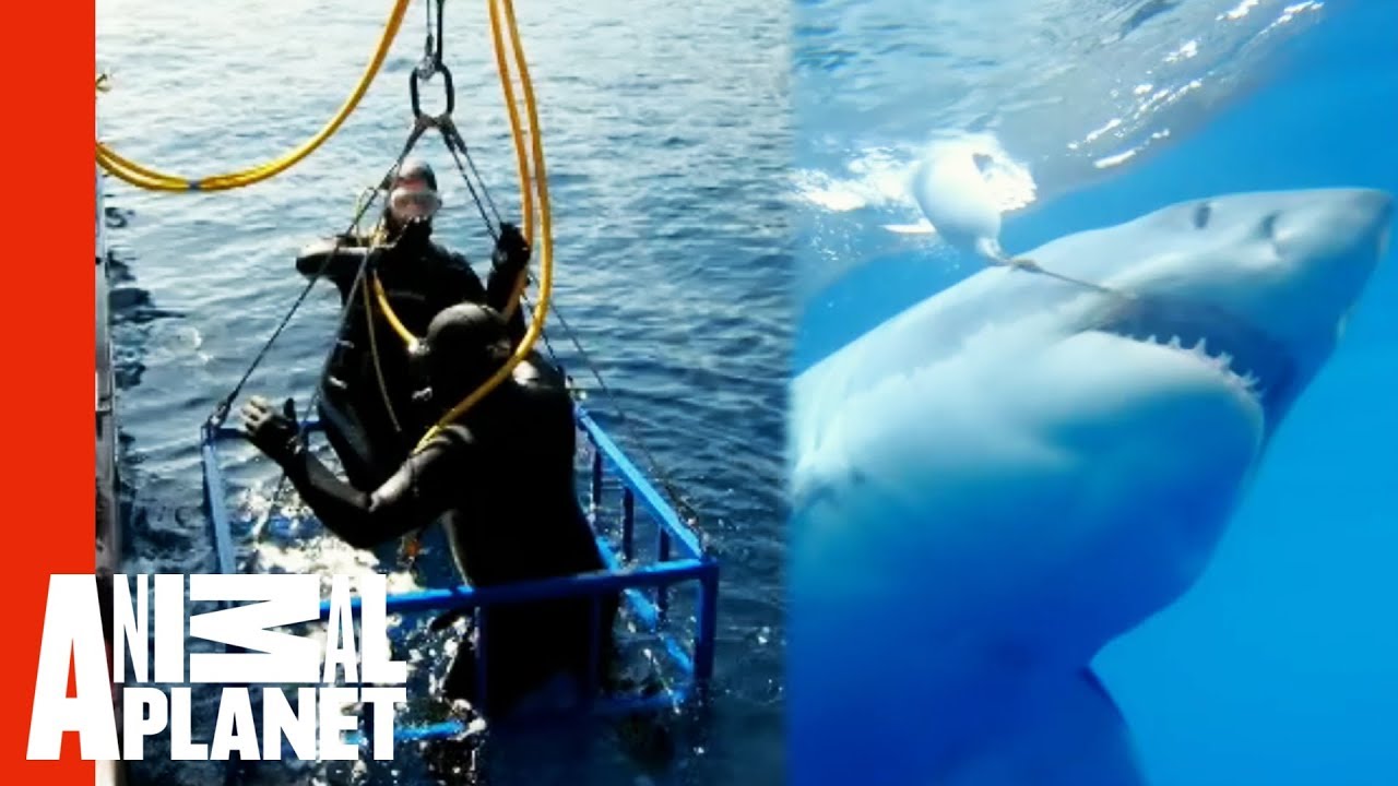 Extreme Great White Shark Cage Attack World's Scariest Animal Attacks