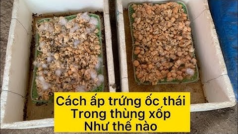 Ấp trứng ốc thái trong thùng và cho ốc ra ao vườn tu nhiên.giới thiệu ốc bươu đen của trại