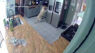 Caught on camera: Dog starts kitchen fire that kills 3 pets