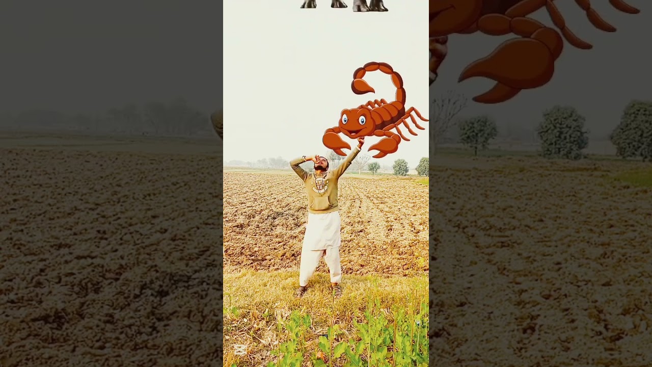 Always collection Halal animal