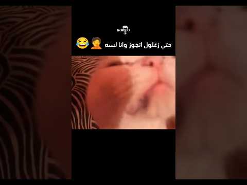 قطط قطة كوميدي ضحك جواز  اكسبلور   تيك توك مقاطع مقاطع مضحكة