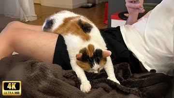 When your cat is too lazy