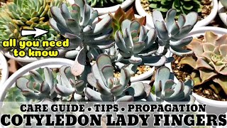 135 COTYLEDON ORBICULATA OOPHYLLA LADY FINGERS SUCCULENT CARE GUIDE Succulent Ca