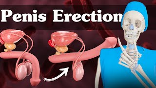 Unveiling the Mechanism: Full Process of Penis Erection (3D Animation) Explained! screenshot 3