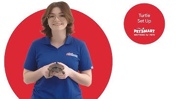 Setting Up Your Aquatic Turtle Tank: A Step-by-Step Guide