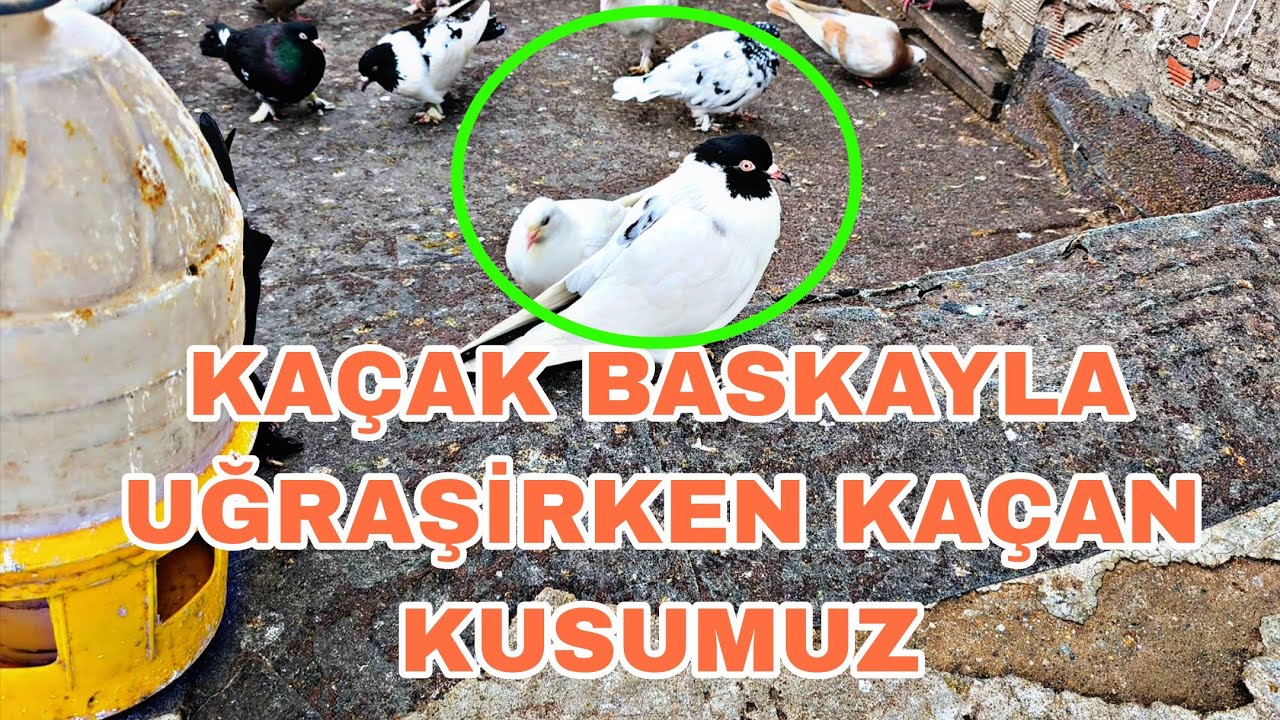 KENDİ GELEN EFSANE KAÇAK BASKA KENDİ KUŞU MUZU KAÇİRDİK KAÇAK YÜZÜNDEN 