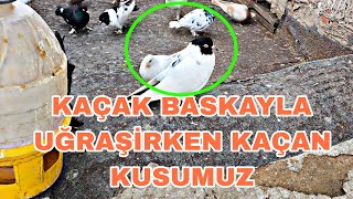 Kendi̇ Gelen Efsane Kaçak Baska Kendi̇ Kuşu Muzu Kaçi̇rdi̇k Kaçak Yüzünden