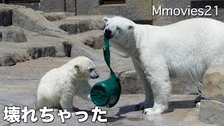 Polar Bear surprised　リラびっくり！ララが壊しちゃったバケツ