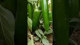 Namdhari seeds//Green chilli//natural vegetables #reels #trending #viral  #love #shorts