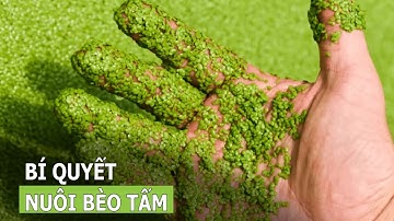 Bí quyết nuôi bèo tấm cho hiệu quả cao | VTC16