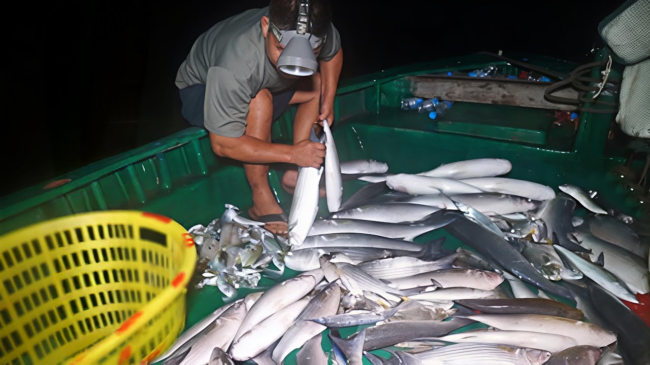 老四出海遇到罕见的鱼群，大鱼自动跳上船，放网连抓六十几斤鱼