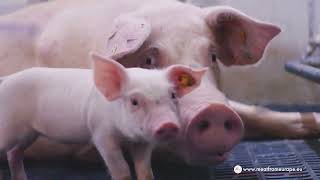 Discover European Quality A New Year, A New Quality Of Meat Its Simple