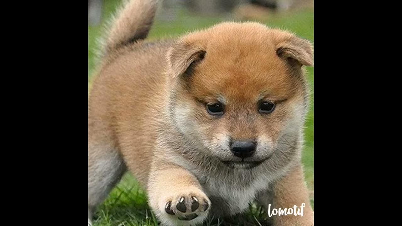 Собачка сиба ину щенок