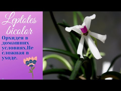 Vídeo: Gladiolus Muriel: Descripció De L’acidantera Bicolor (bicolor), Plantació I Cura A Camp Obert, Mètodes De Cria