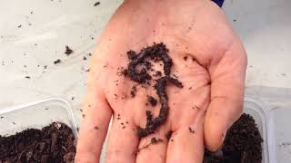 Down and Dirty Soil Basics 2: Soil Loves Worms